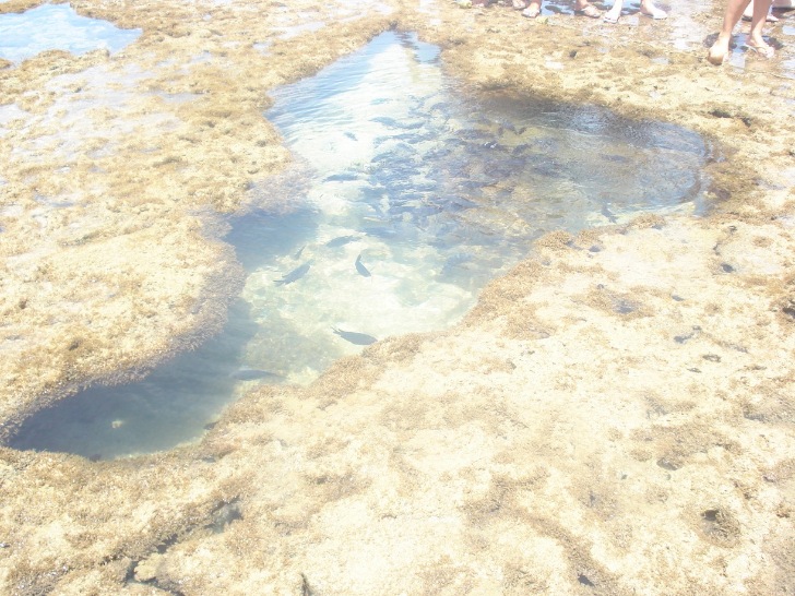 Famosa lagoa natural Mapa do Brasil em recife em frente à praia de Porto de Galinhas