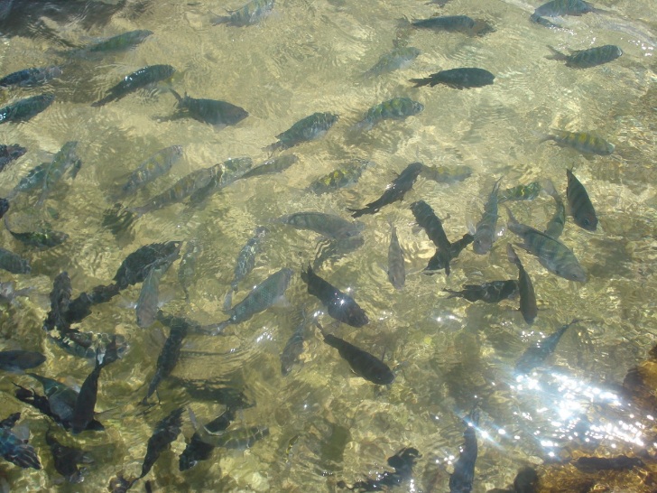 Peixes em lagoa natural em recife em frente à praia de Porto de Galinhas