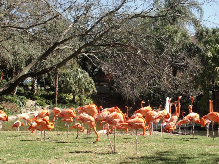 Flamingos no Busch Gardens