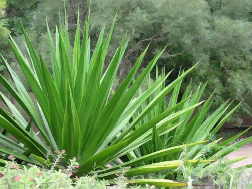Jardim Bot�nico
