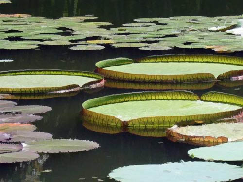 Vitria-rgia, no Jardim Botnico do Rio de Janeiro