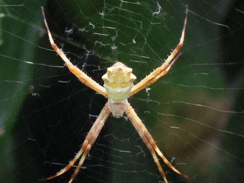 Aranha