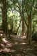 tiju10.jpg (35945 bytes) Caminho da Saudade, uma das trilhas da floresta - Foto de José Conde da Rocha