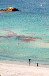Krill em Arraial do Cabo - Foto de J.Conde