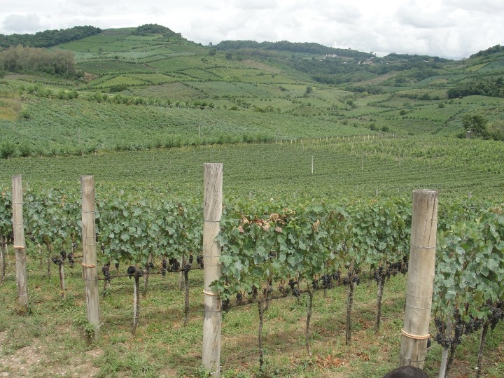 Planta��es de uva ao longo do percurso