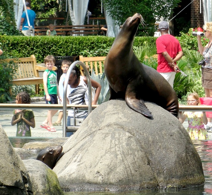 Leão Marinho no Central Park Zoo