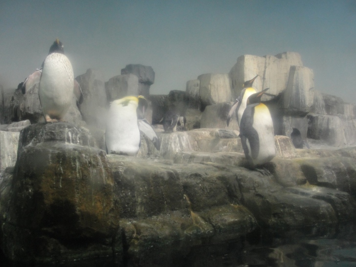 Pingüins no Central Park Zoo