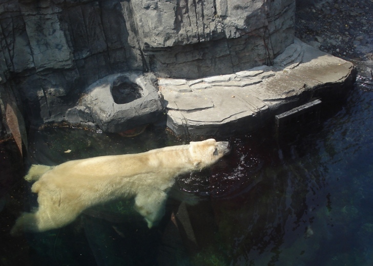Urso Polar no Central Park Zoo